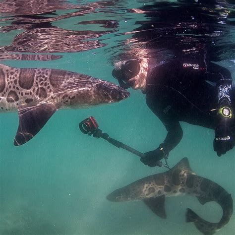 la jolla shark snorkeling.